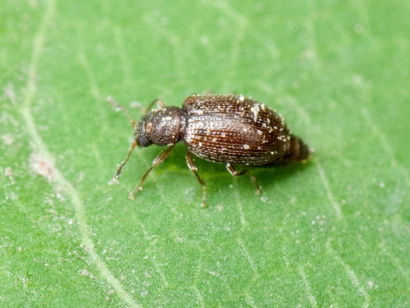 Cortinicara gibbosa (Herbst, 1793)